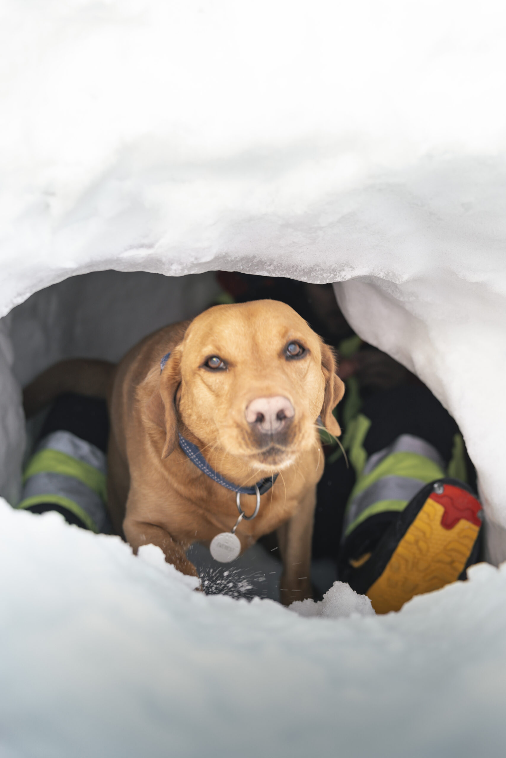 Le dispositif milicien